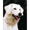 Gobelin 25x20 cm Sz:599 Kuvasz