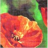 Gobelin 15x15 cm 632 T Pipacs